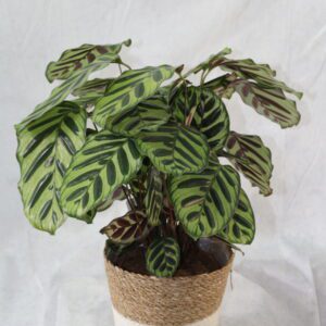 Plantas