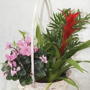 Cesta de plantas variadas