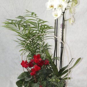 🌿 Cesta de plantas con orquídea – Elegancia natural para tu hogar