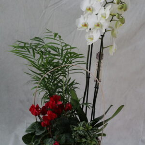 🪴 Cesta de Plantas con Orquídea – Distinción Natural para Estrenar Hogar