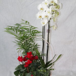 🌸 Cesta de Plantas Naturales con Orquídea –
