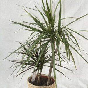 🌿 Drácena Marginata – Elegancia vertical para tu hogar