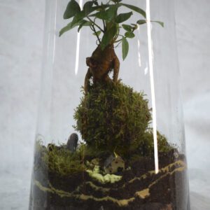🌿 Ecosistema con Kokedama