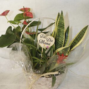 Cesta de plantas naturales