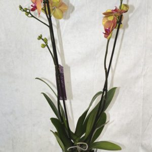 🌸 Orquídea – Elegancia natural que florece en tu hogar