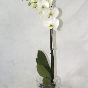🌸 Orquídea con Macetero – Elegancia Natural para Estrenar Espacios