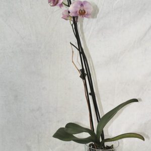 🌸 Orquídea rosa – Dulzura natural que llena de vida