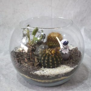 🌱 Terrario Artesanal – Plantas suculentas y cactus