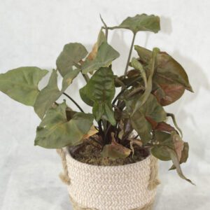 🌿 Alocasia – Belleza tropical para tu hogar