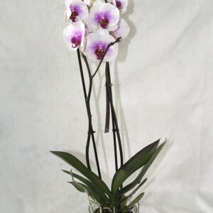 🎨 Orquídea de flor en degradado – Belleza que se funde en color